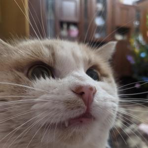 SimonSay