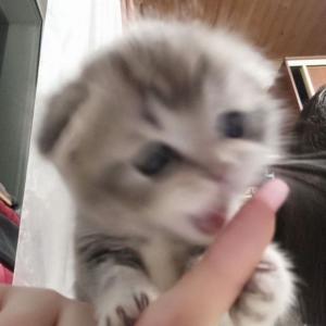 катюха